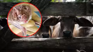 Yucatán implementará manejo responsable de murciélagos hematófagos para proteger al ganado  