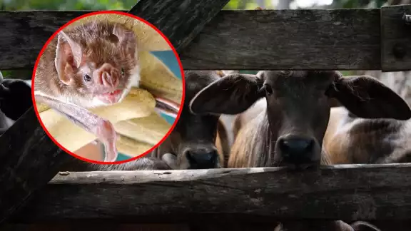 Especialistas destacaron la importancia de equilibrar la sanidad pecuaria con la conservación ambiental Especialistas destacaron la importancia de equilibrar la sanidad pecuaria con la conservación ambiental