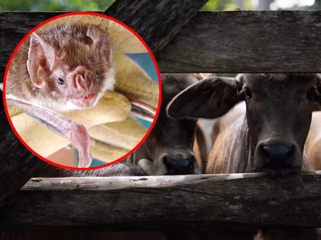 Especialistas destacaron la importancia de equilibrar la sanidad pecuaria con la conservación ambiental