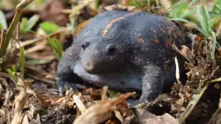 El sapo borracho es un anfibio misterioso que habita en Yucatán