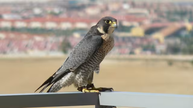 El halcón fue captado luego de detenerse en una de las torres de la Catedral de San Ildefonso