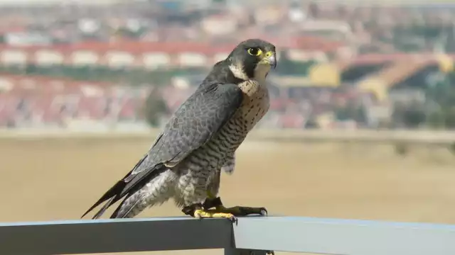 El halcón fue captado luego de detenerse en una de las torres de la Catedral de San Ildefonso
