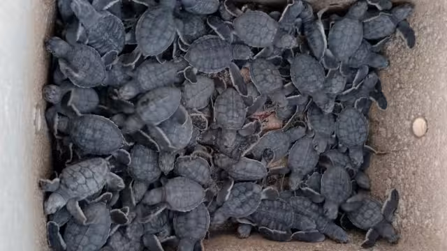 Isla Aguada y Sabancuy: la fauna feral pone en peligro a tortugas en proceso de anidación