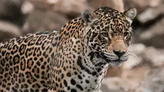 En menos de 24 horas dos jaguares fueron asesinados en el noroeste del país