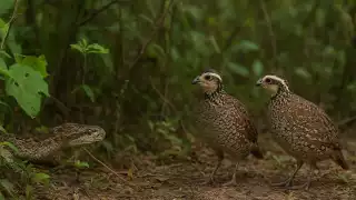   Impactante video: Serpiente de cascabel intenta atrapar codornices en la selva yucateca  