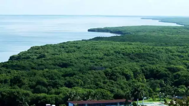 La Reserva de la Biosfera de Los Petenes en Campeche es un área protegida que ejemplifica la función protectora de los manglares.