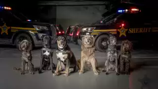 Envían perros de terapia a Minneapolis para apoyar a comunidad tras tiroteo en escuela; ¿cómo ayudan los lomitos?