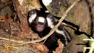   Captan a zorrillo manchado  cargando a su cría en zona urbana de la costa yucateca   
