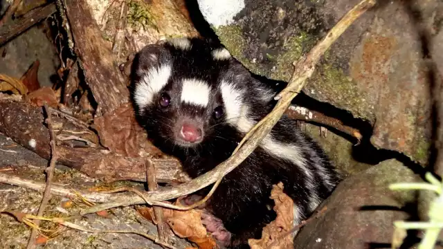 La especie destaca entre otros mamíferos debido a su pequeño tamaño