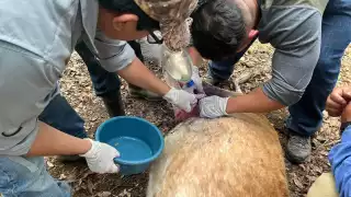 Llaman en Campeche a reportar casos de gusano barrenador