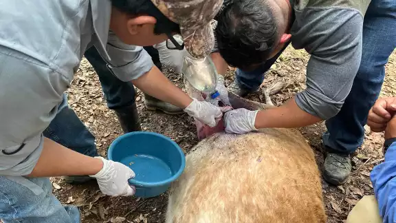 Piden informar casos de gusano barrenador Piden informar casos de gusano barrenador