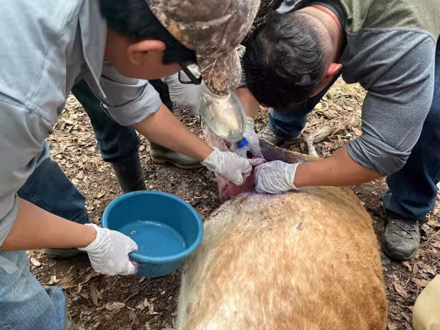 Piden informar casos de gusano barrenador