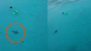 “Tan cerca y no lo vieron": Captan a tiburón nadando cerca de bañistas en una playa de Cancún (VIDEO)