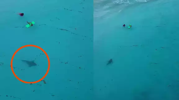 La presencia de tiburones en estas playas es común La presencia de tiburones en estas playas es común