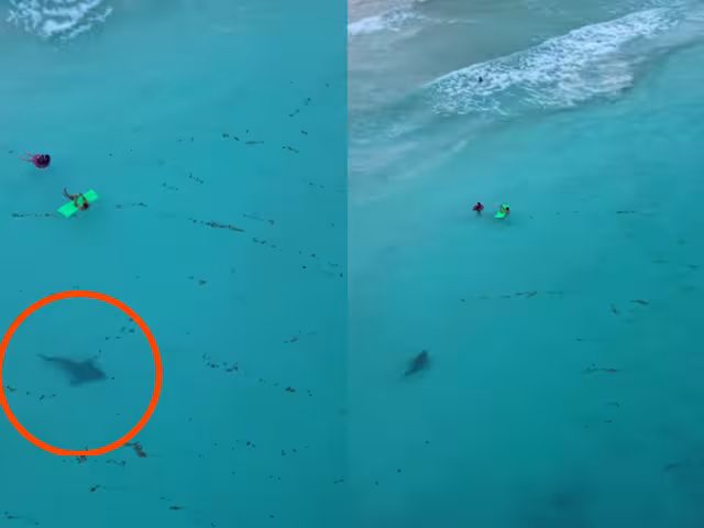 La presencia de tiburones en estas playas es común