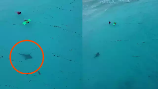 La presencia de tiburones en estas playas es común