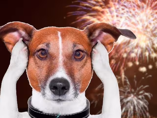 Un desafío para las mascotas en Campeche