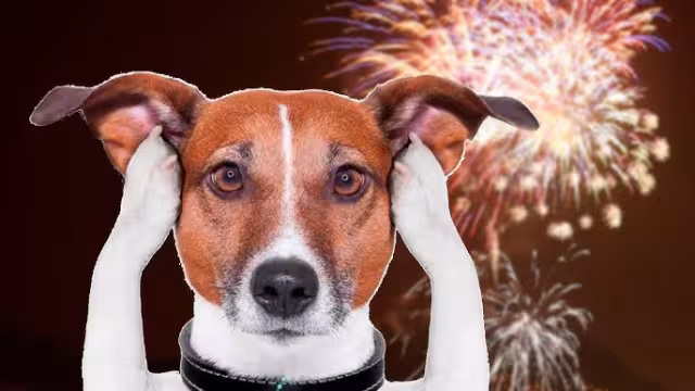 Un desafío para las mascotas en Campeche