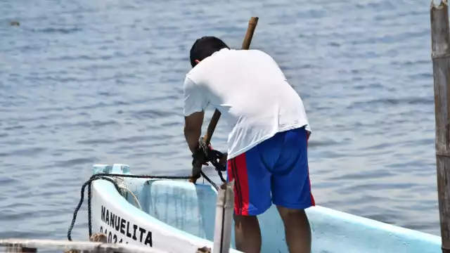 Captura de pulpo en Campeche a la baja a seis días de iniciar la temporada