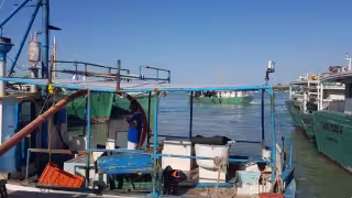 Precios del mero en Yucatán se mantienen estables, pero con variaciones que preocupan