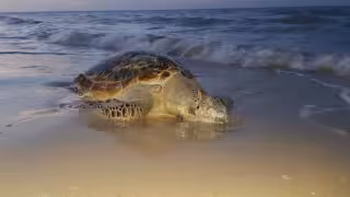 Comer tortuga marina en Yucatán podría dañar gravemente la salud, advierten expertos
