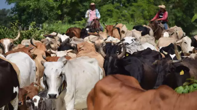 SDA confirma 360 animales infestados por miasis en Campeche; refuerzan verificación sanitaria