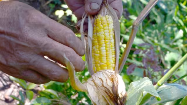 Se busca fortalecer al sector y el grano al nombrar el maíz como símbolo nacional