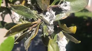 La cochinilla blanca amenaza con arrasar más de 20 mil hectáreas solamente en Champotón