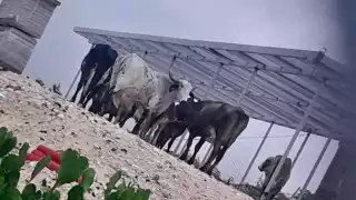 Ganado suelto en Escárcega pone en riesgo a vecinos y viajeros del Tren Maya