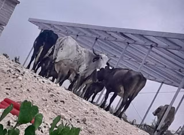 Animales deambulan por las vías férreas