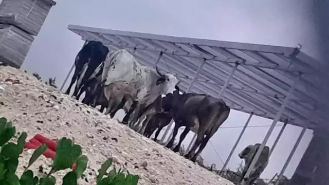 Animales deambulan por las vías férreas