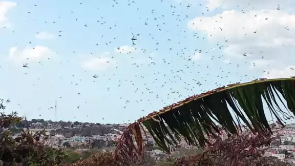 Los saltamontes “nublaron” el cielo y provocaron asombro entre los residentes de fraccionamientos como Kalá, Siglo XXI y XXIII, Ciudad Concordia, entre otros del sector. Los saltamontes “nublaron” el cielo y provocaron asombro entre los residentes de fraccionamientos como Kalá, Siglo XXI y XXIII, Ciudad Concordia, entre otros del sector.