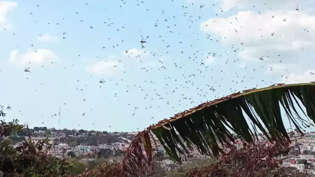 Los saltamontes “nublaron” el cielo y provocaron asombro entre los residentes de fraccionamientos como Kalá, Siglo XXI y XXIII, Ciudad Concordia, entre otros del sector.