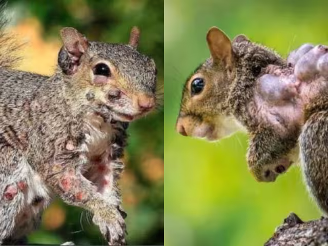 Los primeros avistamientos de ardillas con esa condición se registraron en el estado de Maine, durante el verano de 2023