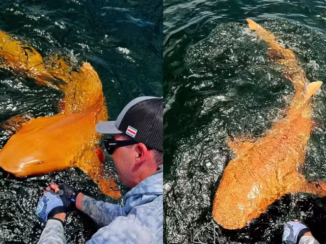 Se informó que esta condición no representa una dificultad para la supervivencia del tiburón