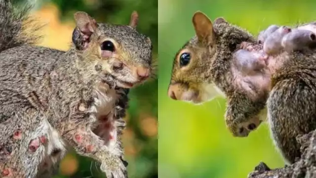 Los primeros avistamientos de ardillas con esa condición se registraron en el estado de Maine, durante el verano de 2023