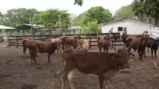 Investigan presunto maltrato animal en el CBTA 15 de Campeche