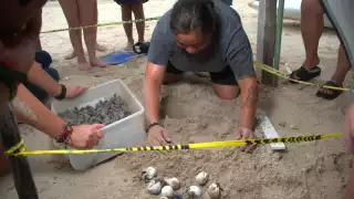 Liberan más de 180 mil crías de tortuga carey en Champotón durante la temporada 2025 