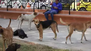 Denuncian presunto abuso contra perrita en Campeche; vecinos exigen justicia