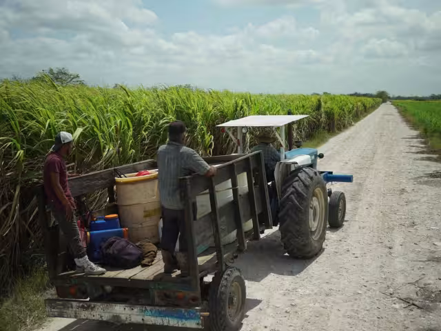 Productores de caña de Quintana Roo buscan certificar sus procesos como libres de carbono.