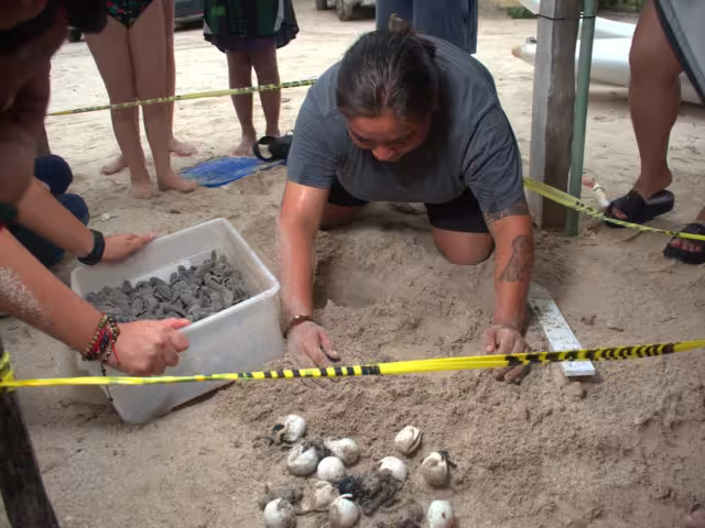 En Punta Xén, Champotón, se liberaron más de 180 mil crías de tortuga carey en la temporada 2025.