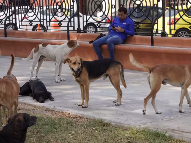 Aumentan Casos de Maltrato Animal en Campeche