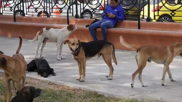 Fiscalía investiga denuncia de maltrato animal en Campeche