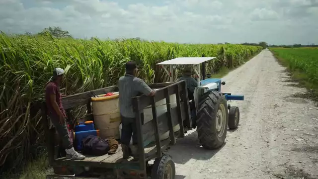Productores de caña de Quintana Roo buscan certificar sus procesos como libres de carbono.