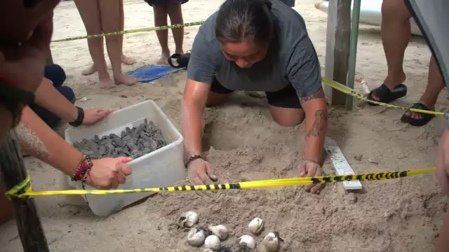 En Punta Xén, Champotón, se liberaron más de 180 mil crías de tortuga carey en la temporada 2025.