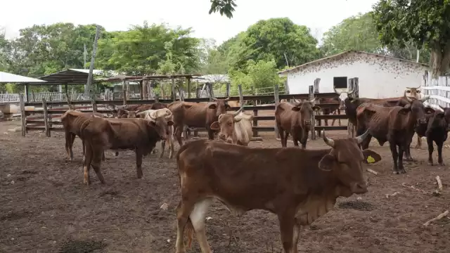 Un padre de familia contactó al fiscal Alexandro Brown Gantus tras observar signos visibles de desnutrición.