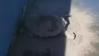 Muere tortuga marina tras caer a una piscina vacía en Telchac Puerto