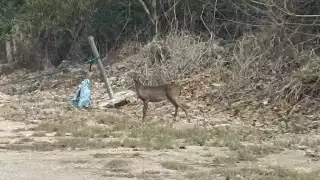 Captan a venado en una zona urbanizada del oriente de Mérida 