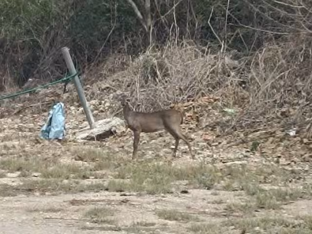 Hombre capta a venado cola blanca en el oriente de Mérida