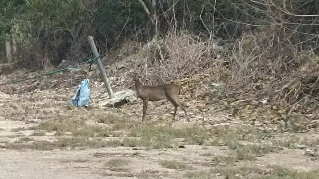 Hombre capta a venado cola blanca en el oriente de Mérida